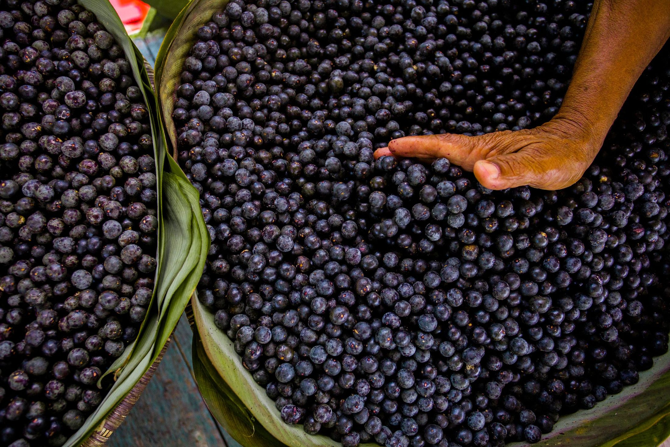 Hand in einem Korb frisch geernteter Açaí-Beeren
