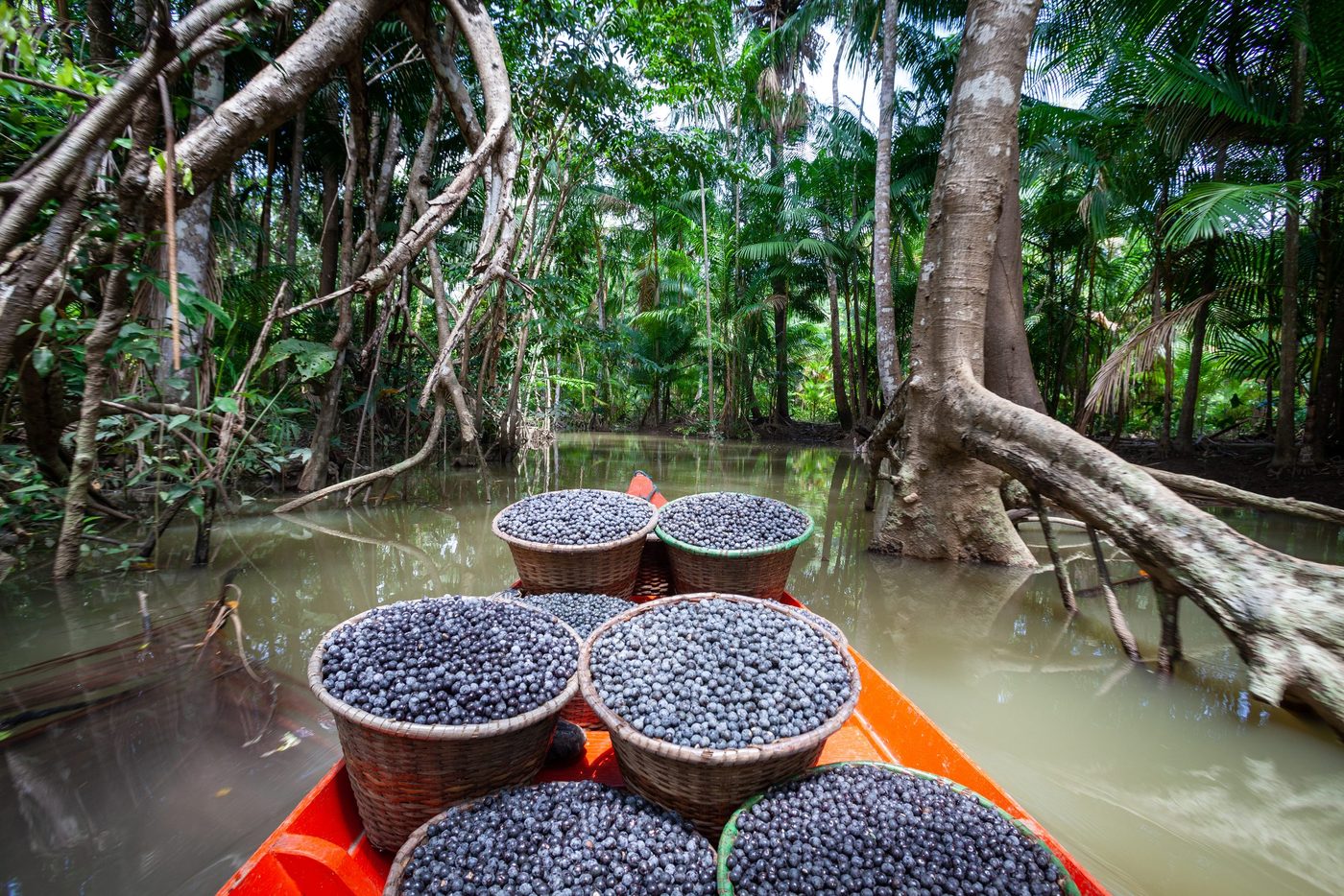 Boot mit Körben voller Açaí im Amazonasgebiet