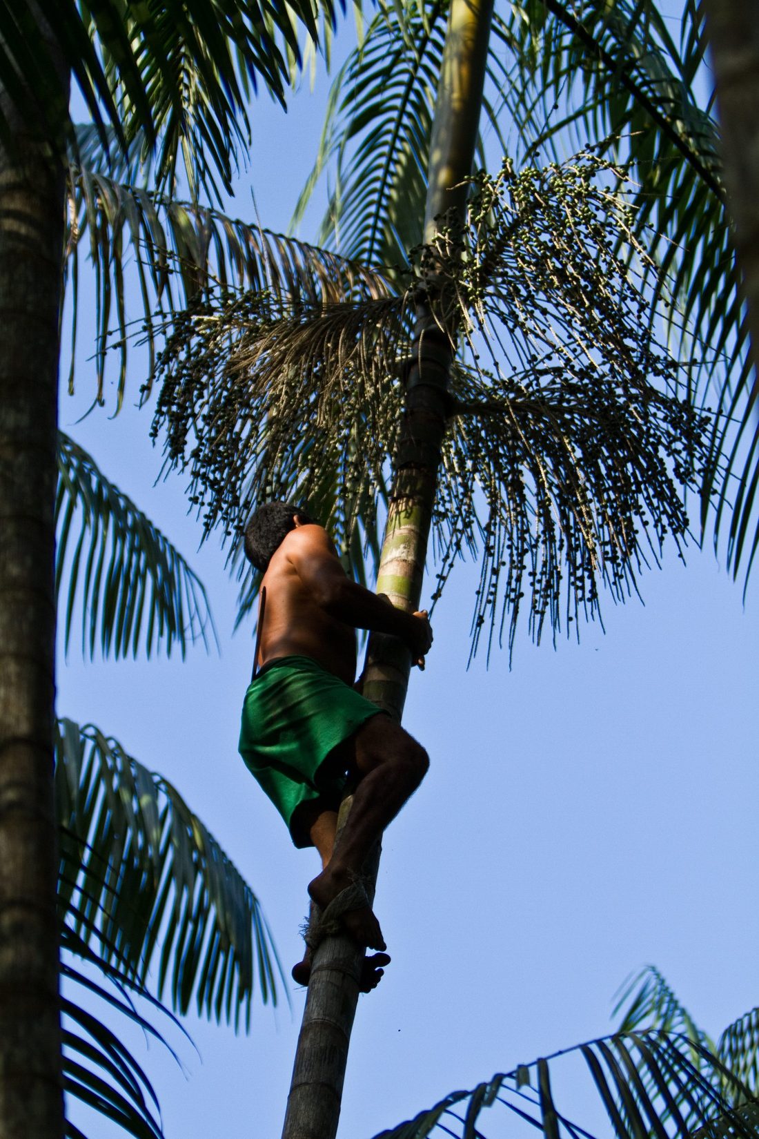 Pflücker klettert eine Açaí-Palme hinauf