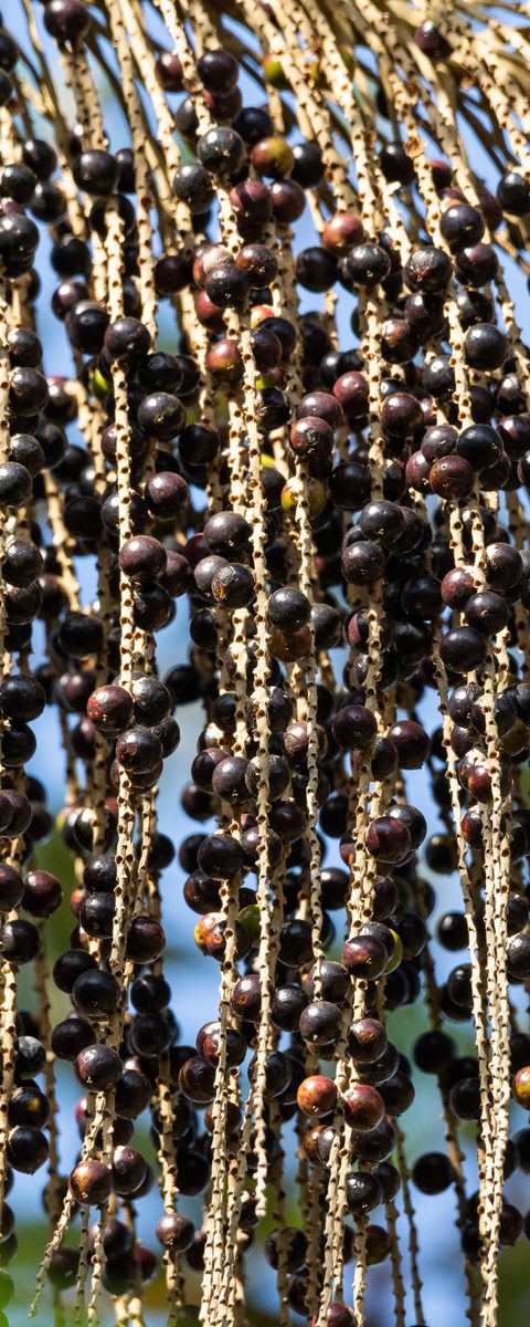 Açaí-Beeren an der Rispe
