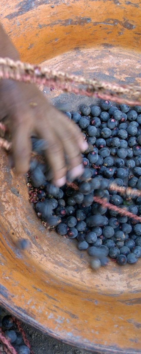 Frisch geerntete Açaí-Beeren in einer Schale