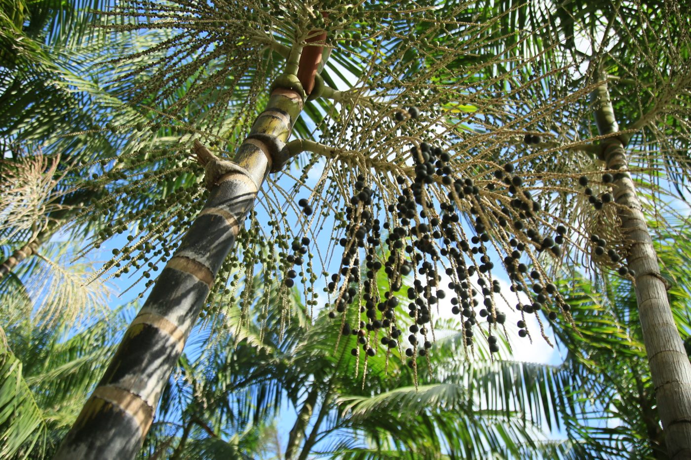 Açaí-Palme von unten gesehen, mit Rispen voller dunkler Beeren vor blauem Himmel